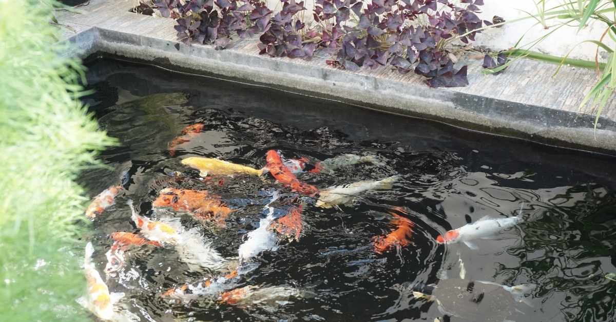 kolam-ikan-bebas-rembes-dengan-am-pelapis-anti-bocor-am