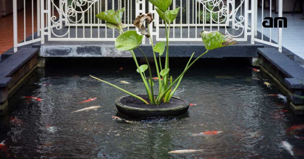 Kolam Ikan dalam Rumah AM