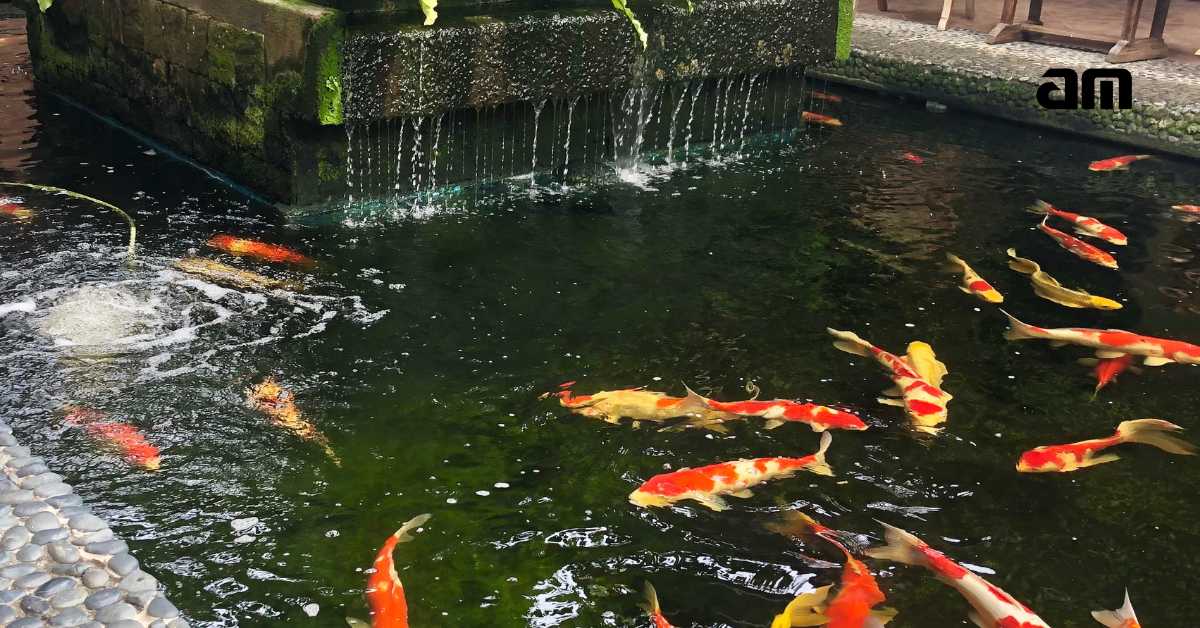 Cara Membuat Kolam Ikan AM